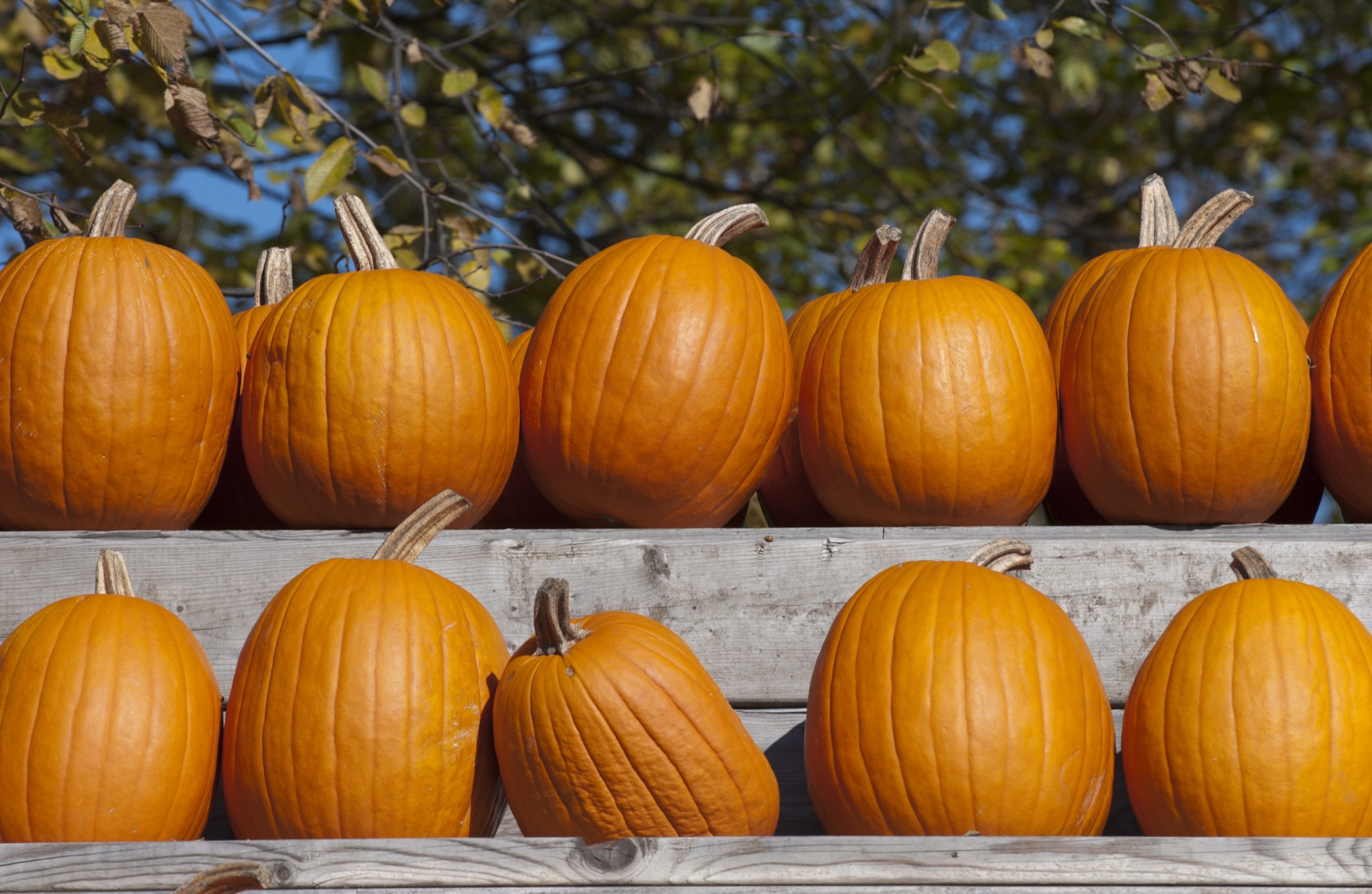 Pumpkins lined up