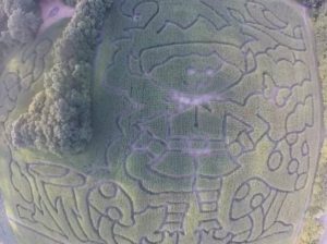aerial view of elf corn maze