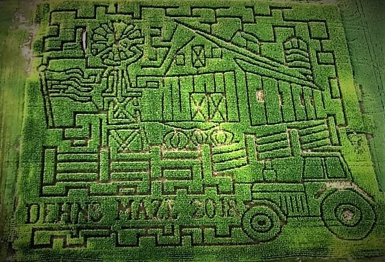 farmyard scene corn maze