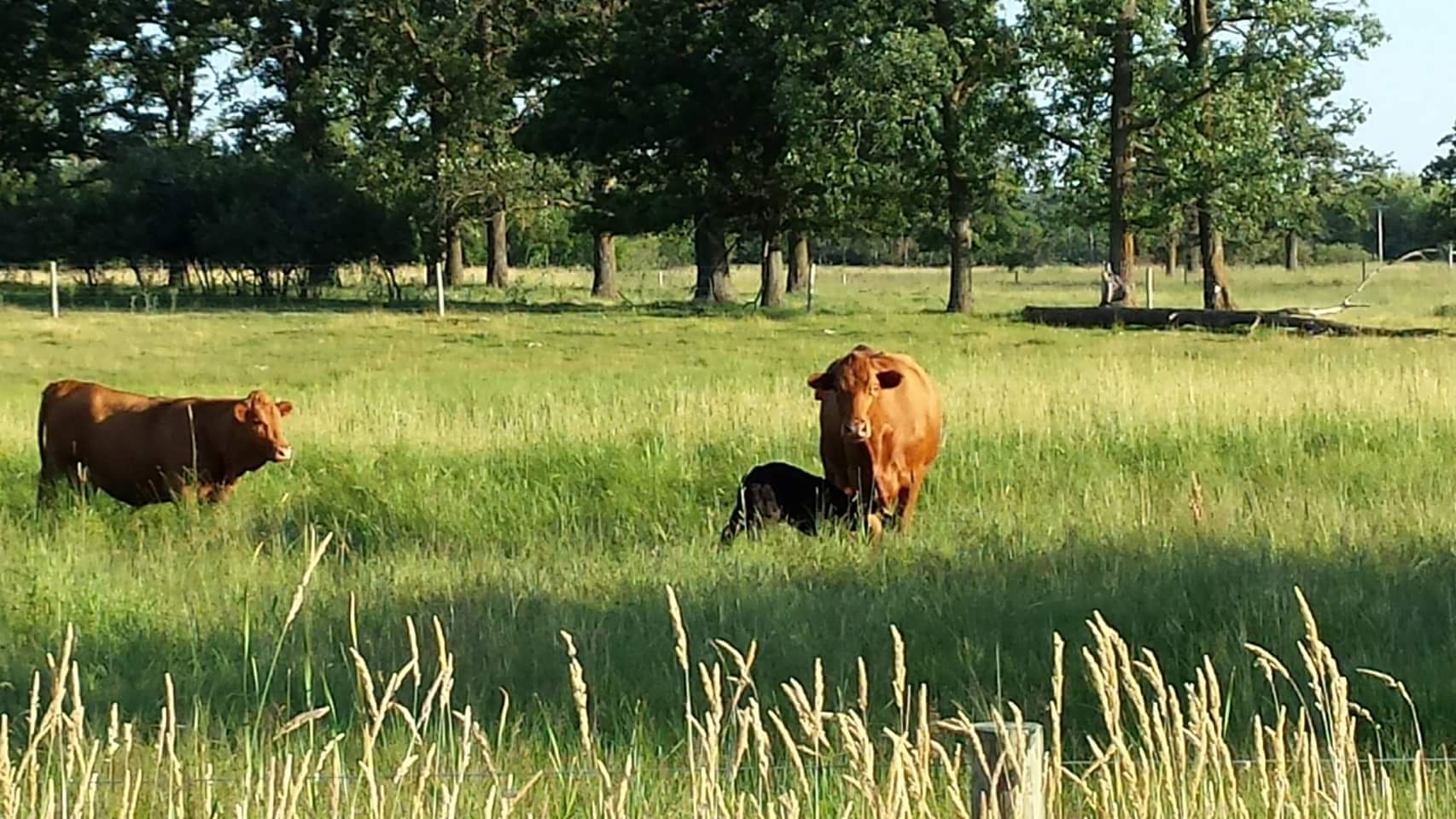 cow with calf in pasture