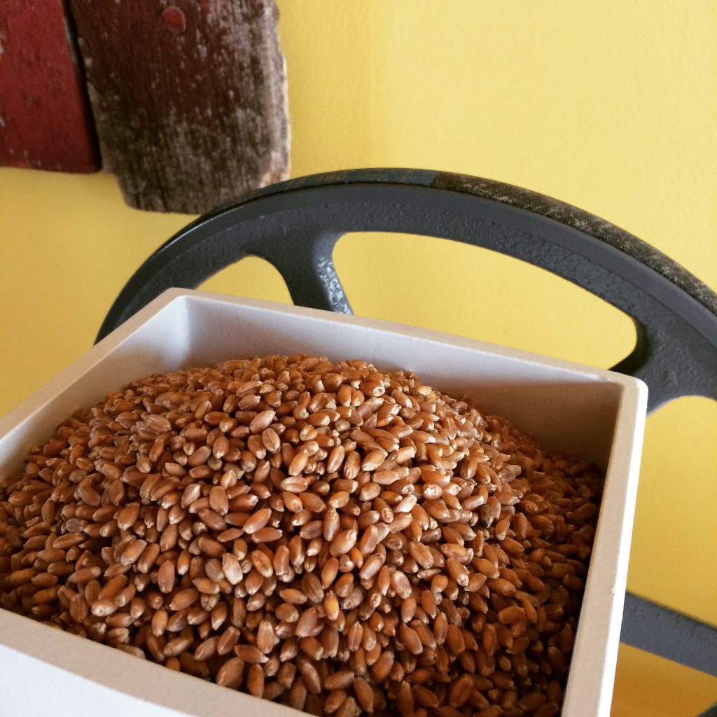 Wheat in a white container