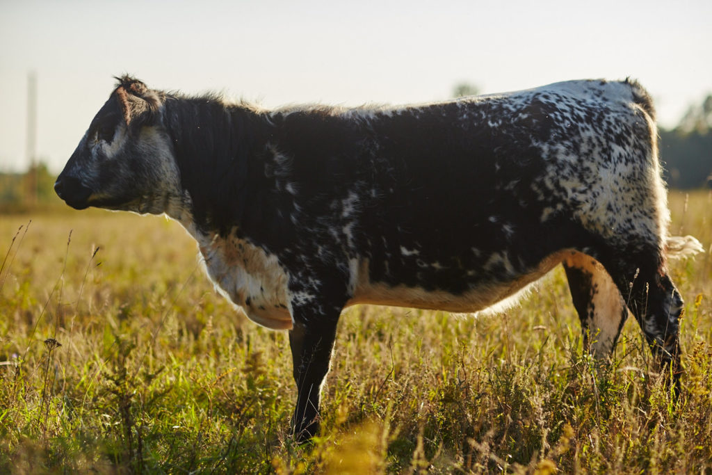 Cow in field.