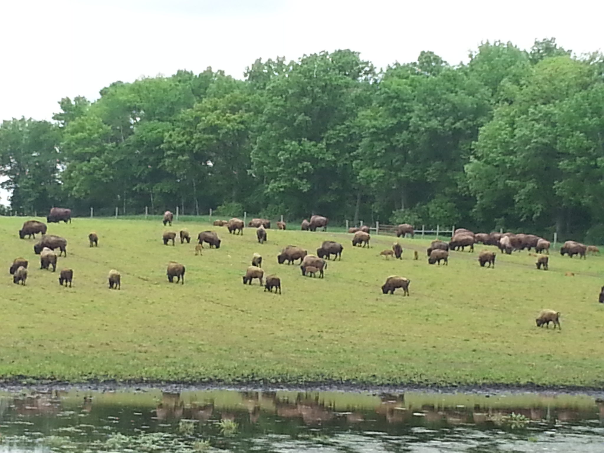 herd of bison grazing in the distance