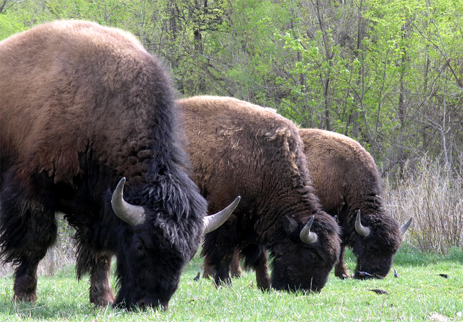 three bison grazing in a green field