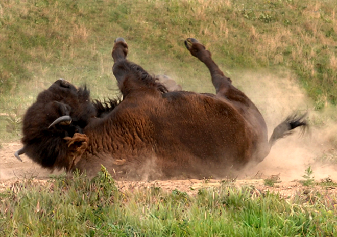 Bison rolling and kick up dust