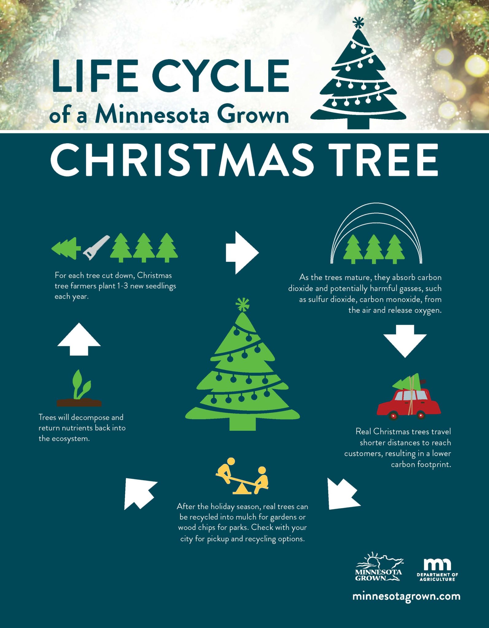 Minnesota Christmas Tree Life Cycle COPIER 10.22.18
