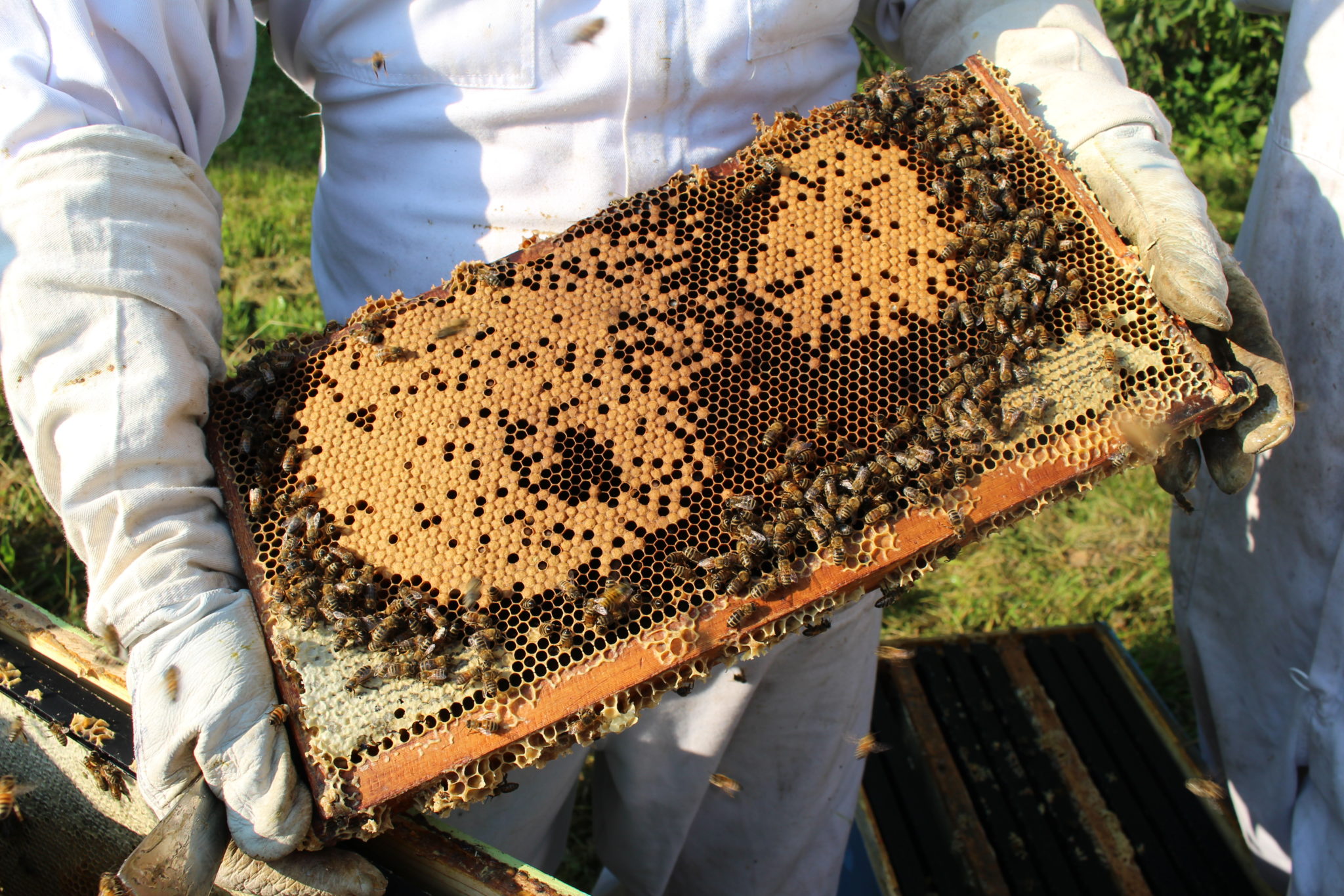 bee hive section