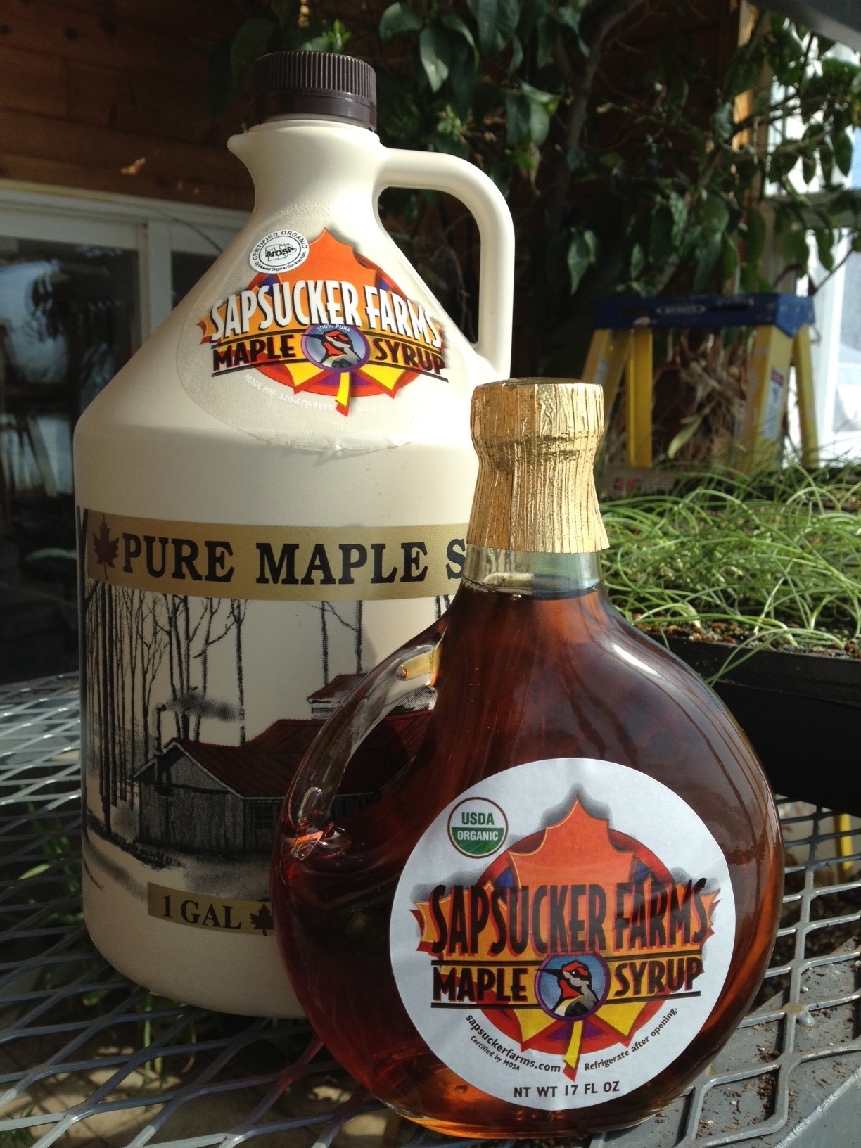 sapsucker maple syrup bottles
