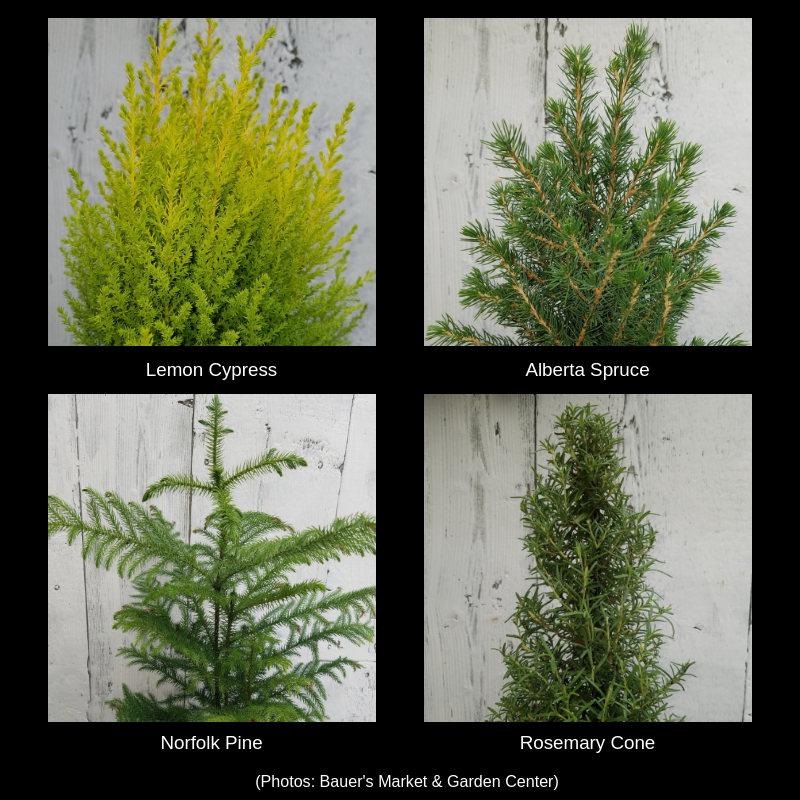 Photos of 4 mini tree options: lemon cypress, alberta spruce, norfolk pine, and rosemary cone