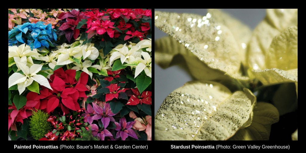 Painted and stardust sparkly poinsettias