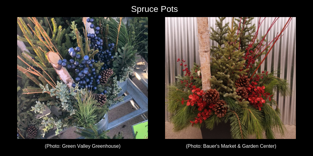 Spruce pots showing tree tips, pine cones, berries and birch arranged in pots