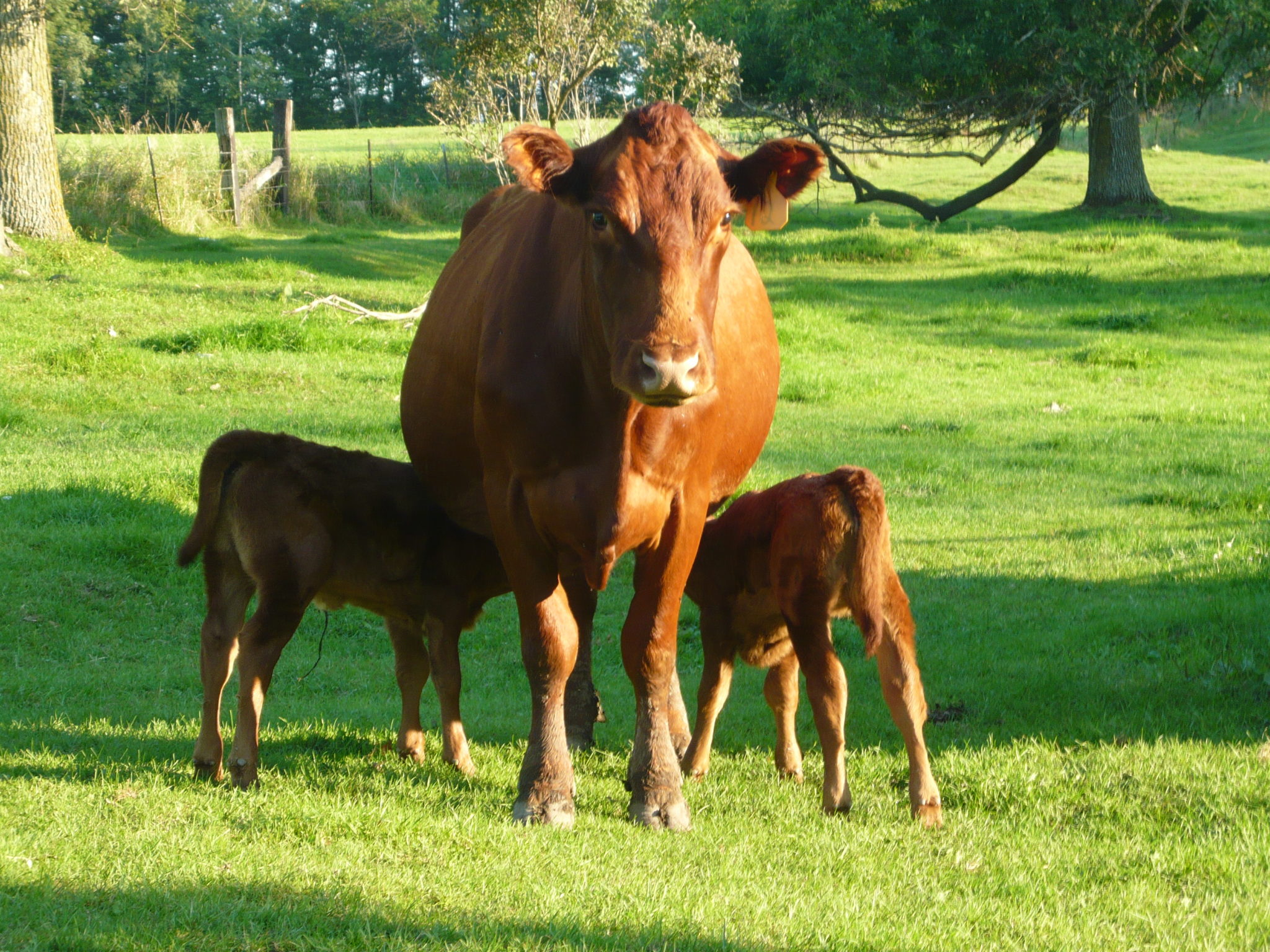 Brown cow with twin calves