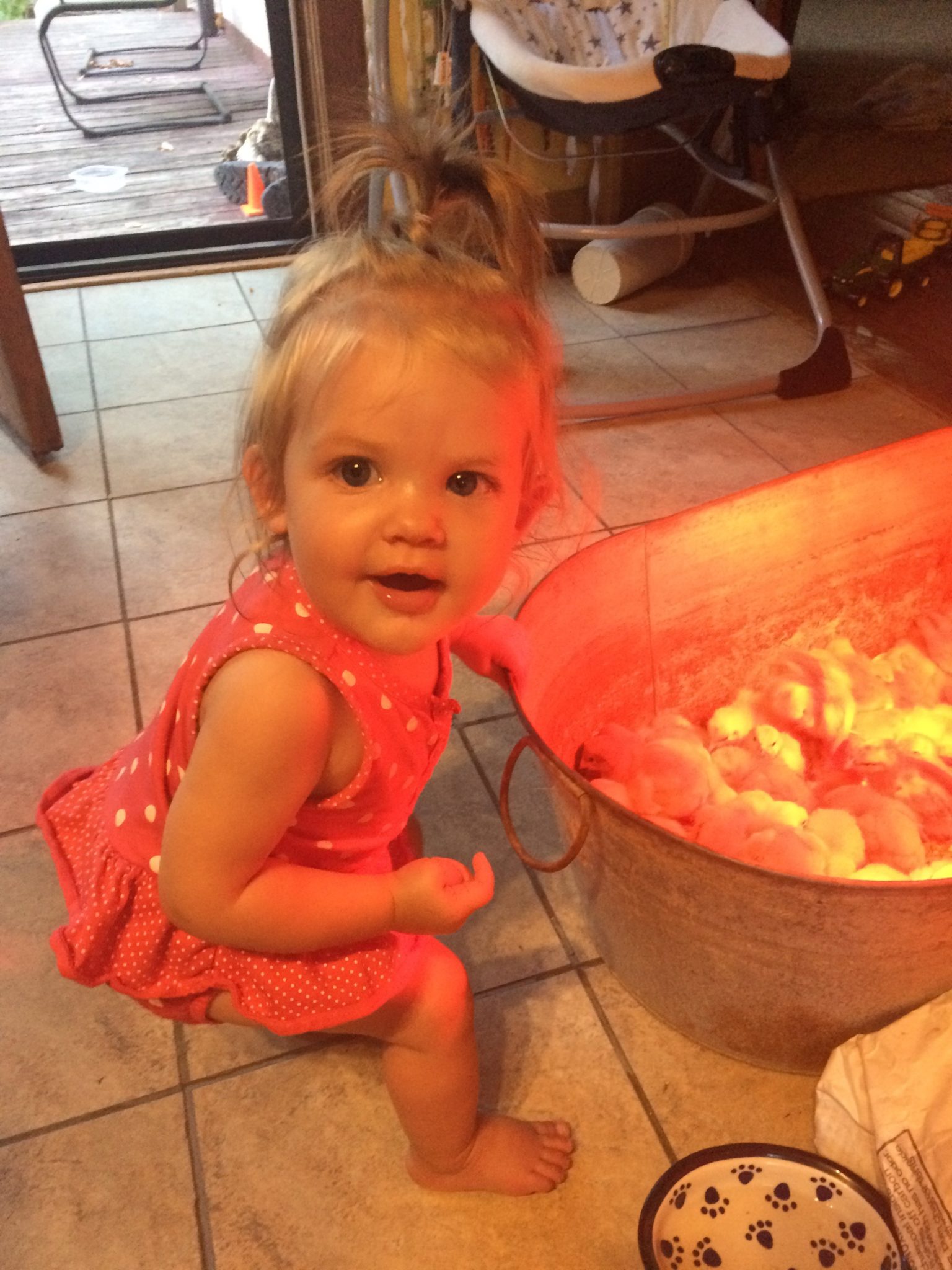 little girl about 2 years old looking at chicks under a heat lamp
