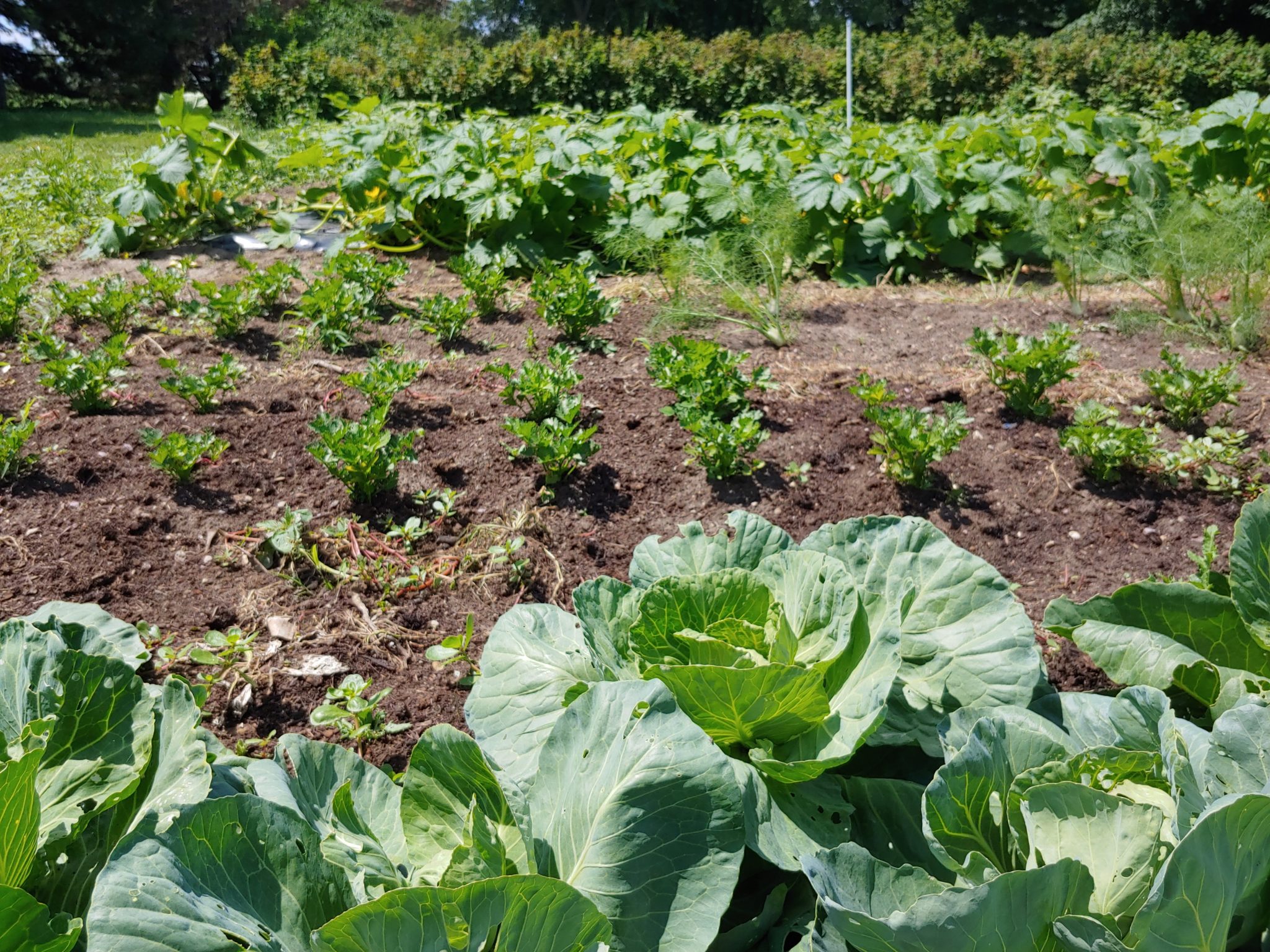 field with cabbage and other greens