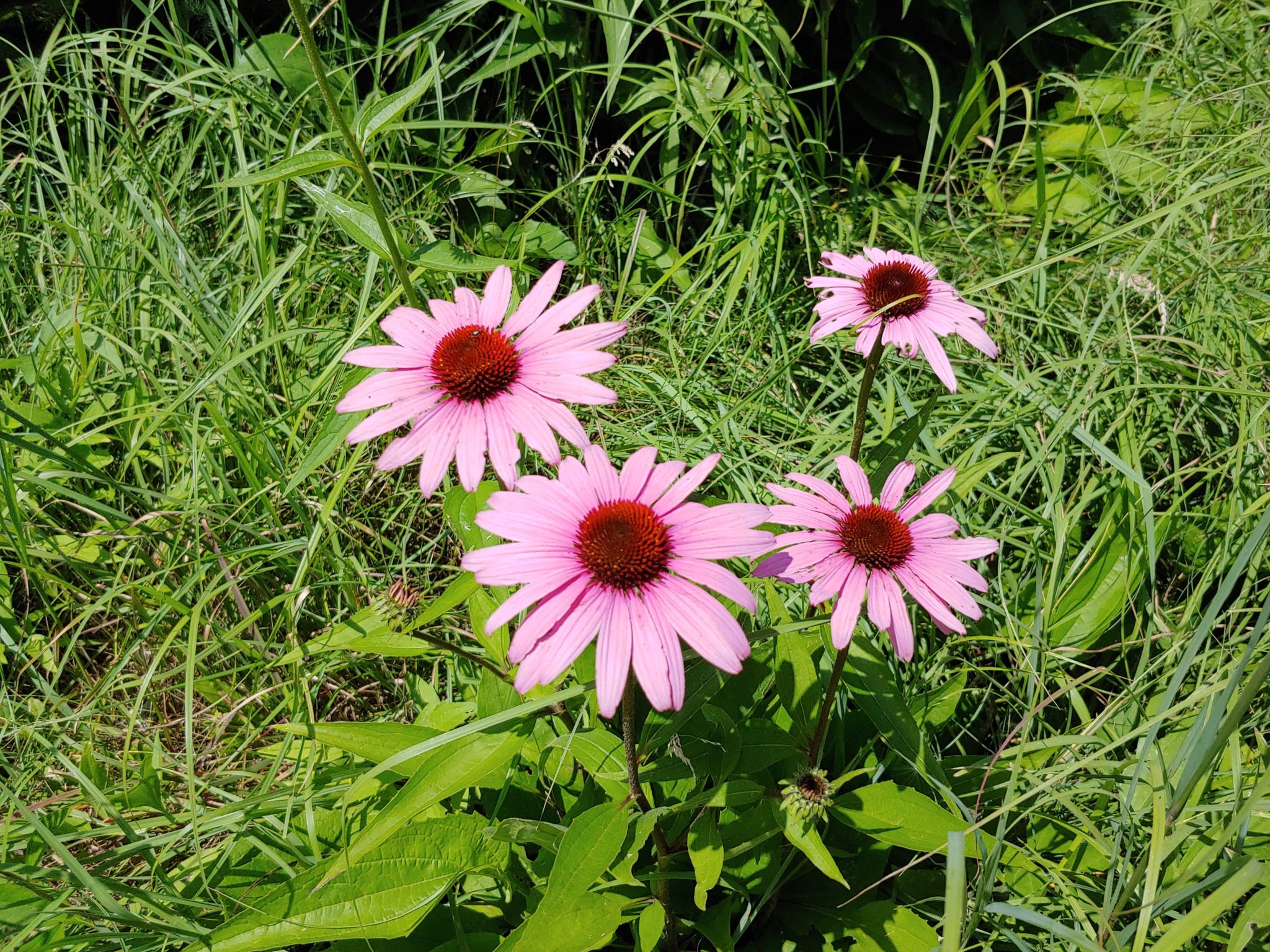 cone flowers pollinator habitat