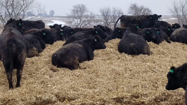 black cattle resting on mound outdoors during winter