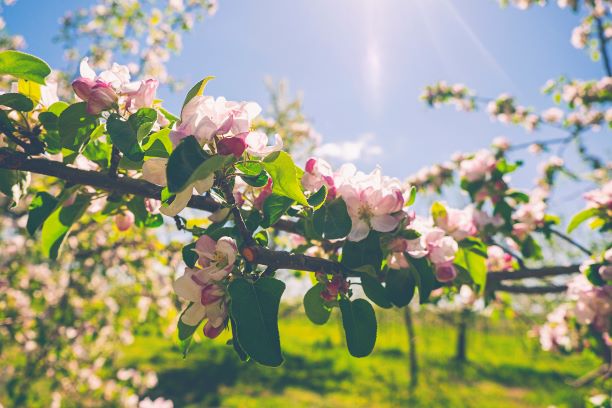 Apple blossoms