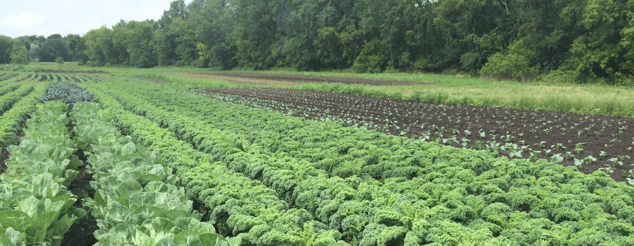 Field with Kale