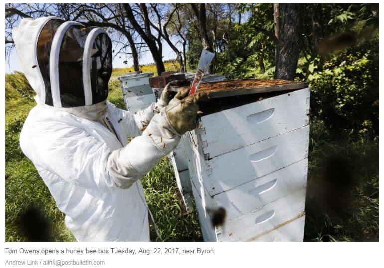 Johnston beekeeper in bee suite inspects a hive.