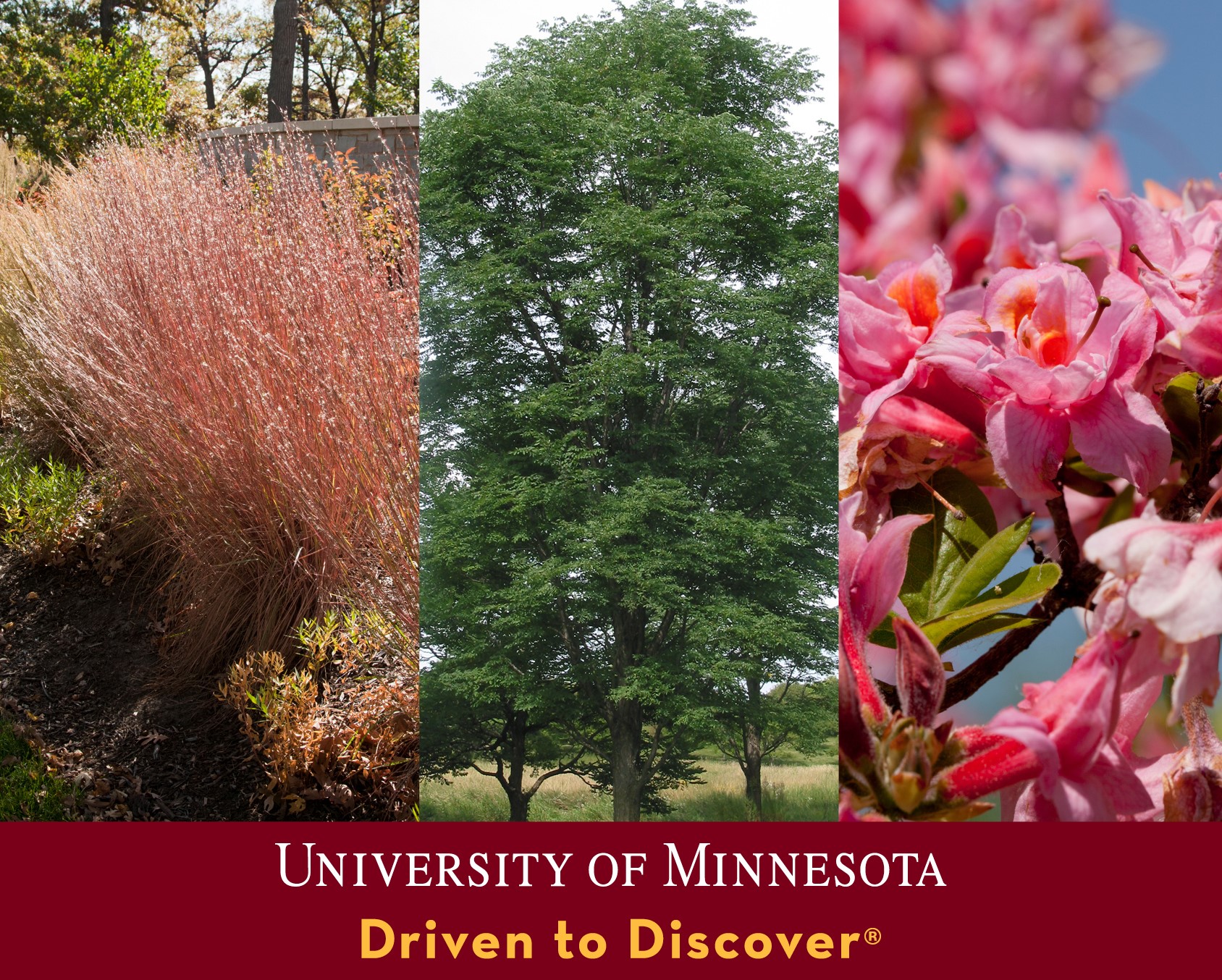 three snapshots of trees. tagline University of Minnesota driven to discover