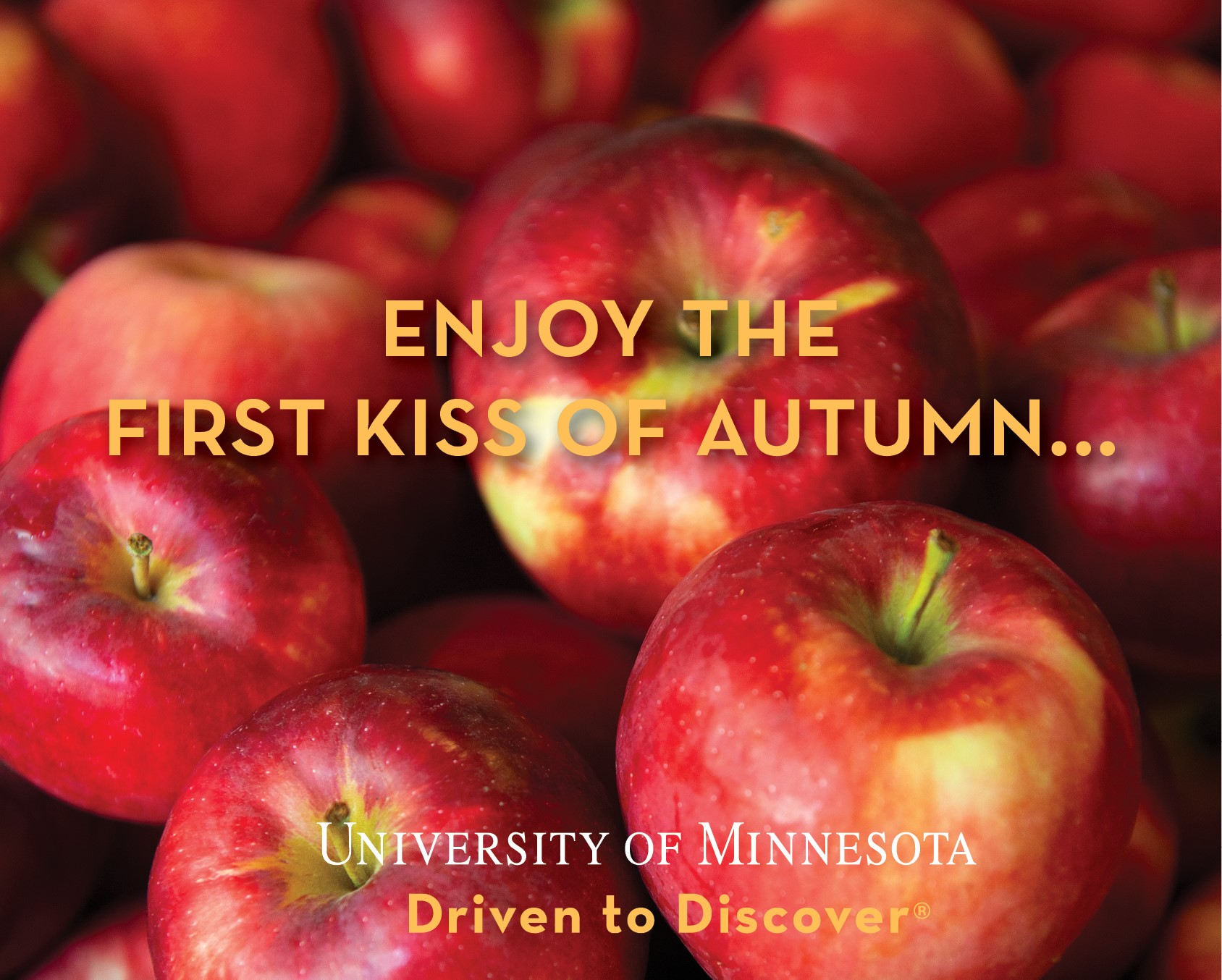 Red apples in the background with the tagline Enjoy the first kiss of autumn. University of Minnesota.