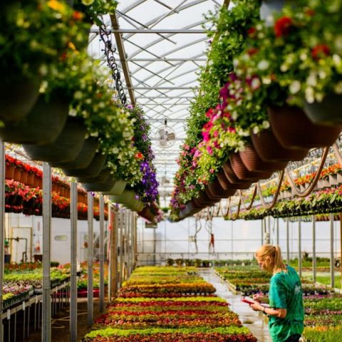 A large greenhouse filled with flowers and hanging baskets. A staff person looks on.