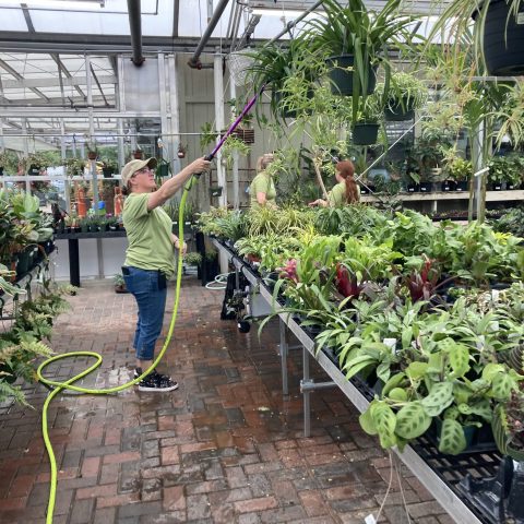 A person watering plants in a greenhouse.