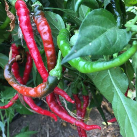 Close up of hot peppers in the field
