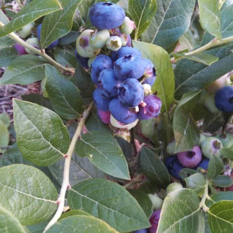 Blueberries on the bush