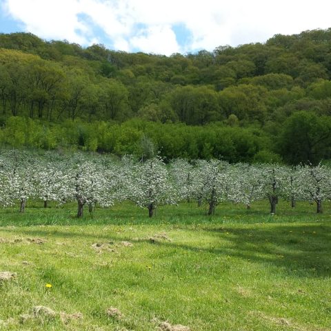 Row of apple trees covered in white blossoms