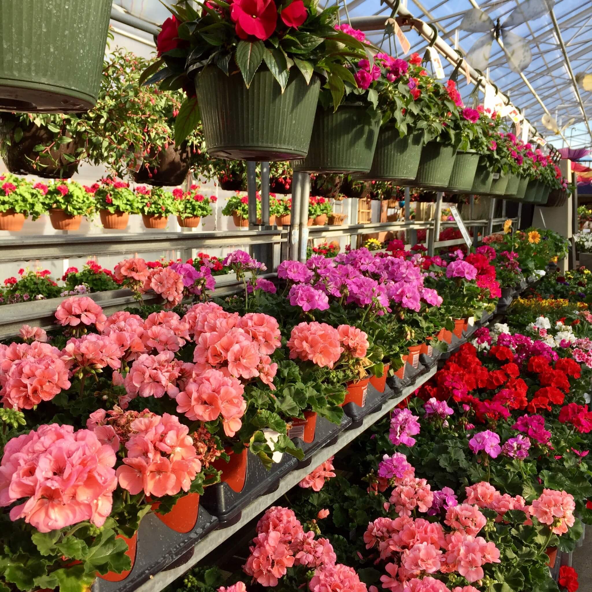 Bergen's Greenhouses, Inc. Minnesota Grown