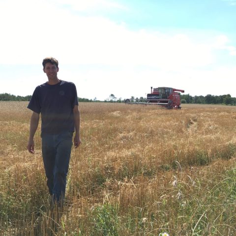 Walking the field with a combine in the back, harvsting wheat or barley