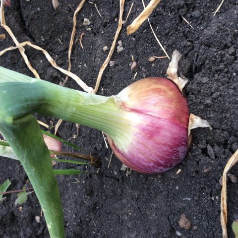 onion in the ground