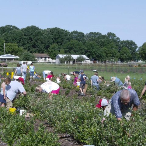 Guests picking berries in the field on a sunny, clear day.