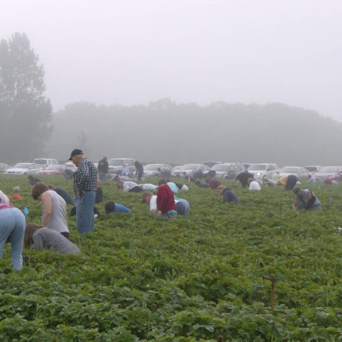 Guests picking berries in a field with a foggy sky