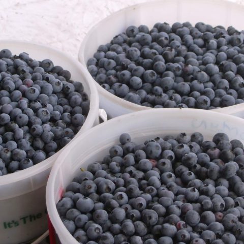 3 ice cream pails of blueberries