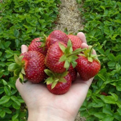 Hand holding strawberries with field in the background