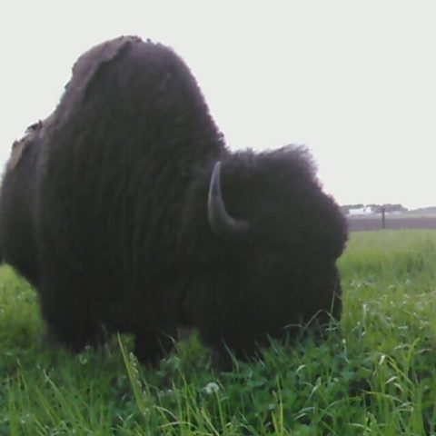 Adult bison eating in the field