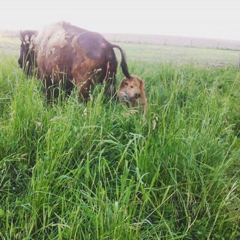 A young bison calf next to his mother shortly after birth