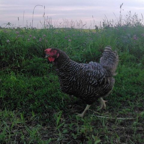 Grey chicken walking in the open field