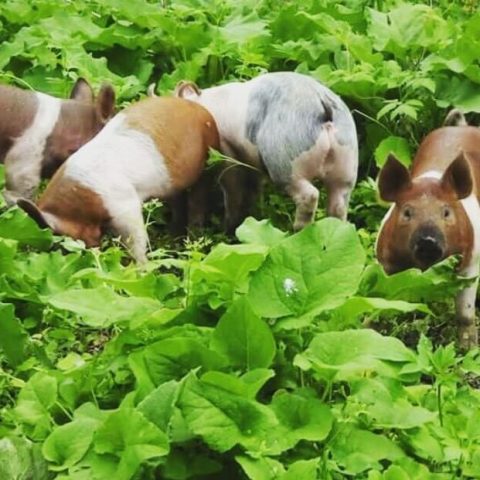 Brown and white pigs rooting for food in the forest