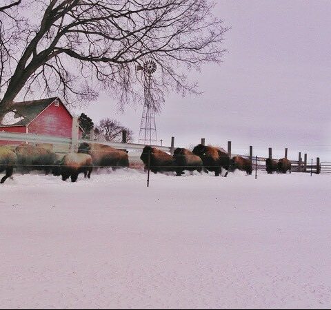 Herd of bison running in the snow