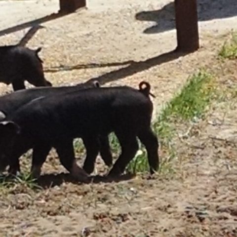 pigs rooting outdoors