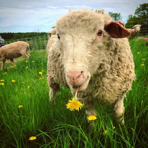 Sheep named Thomas standing in a grassy field eating dandelions.