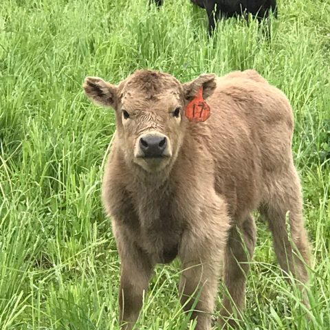 Tan calf in a grassy field