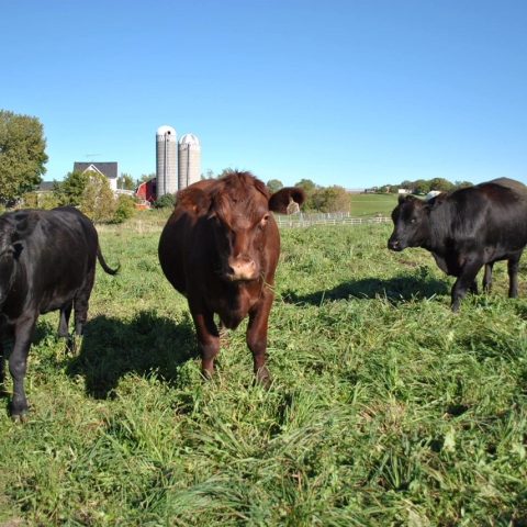 three cows grazing in the pasture