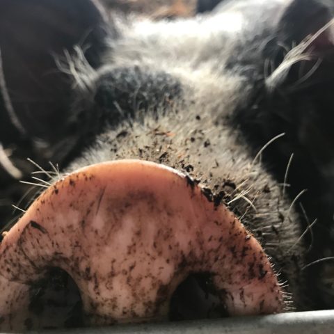 Close up of pig's face and snout