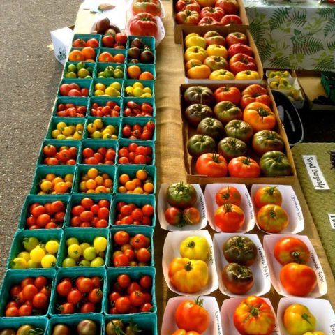 Tomatoes of different sizes, shapes, and colors on the table to be sold