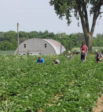 Children picking strawberries