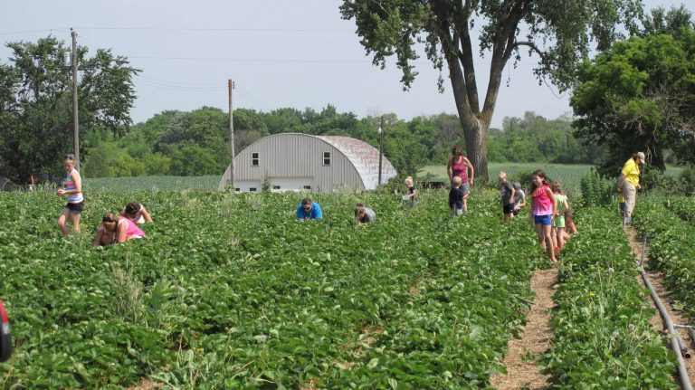 Children picking strawberries